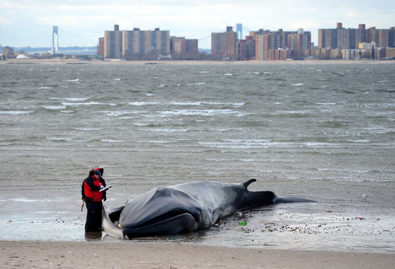 Biologists examine a deceased whale on the beach of Breezy Point in the Queens borough, New York, Dec. 27, 2012. The 60-foot finback whale died early Thursday after washing ashore and being discovered Wednesday morning. (Xinhua/Wang Lei) 