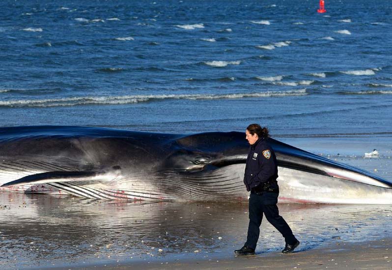 A policewoman stands guard next to a deceased whale on the beach of Breezy Point in the Queens borough, New York, Dec. 27, 2012. The 60-foot finback whale died early Thursday after washing ashore and being discovered Wednesday morning. (Xinhua/Wang Lei) 