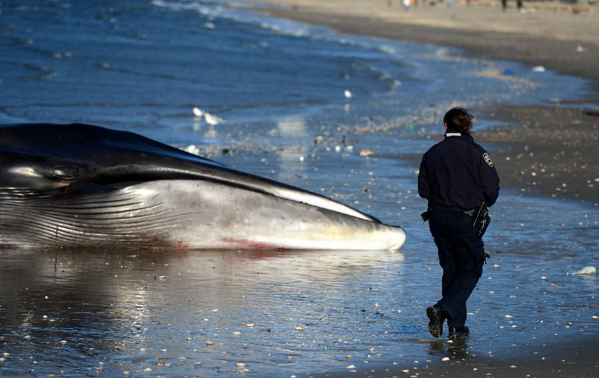 A policeman stands guard next to a deceased whale on the beach of Breezy Point in the Queens borough, New York, Dec. 27, 2012. The 60-foot finback whale died early Thursday after washing ashore and being discovered Wednesday morning. (Xinhua/Wang Lei) 