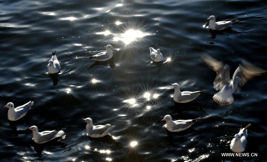 Black-headed gulls swim on the Dianchi Lake in Kunming, capital of southwest China's Yunnan Province, Dec. 28, 2012. More than 35,000 black-headed gulls have come to Kunming for winter this year. (Xinhua/Lin Yiguang) 