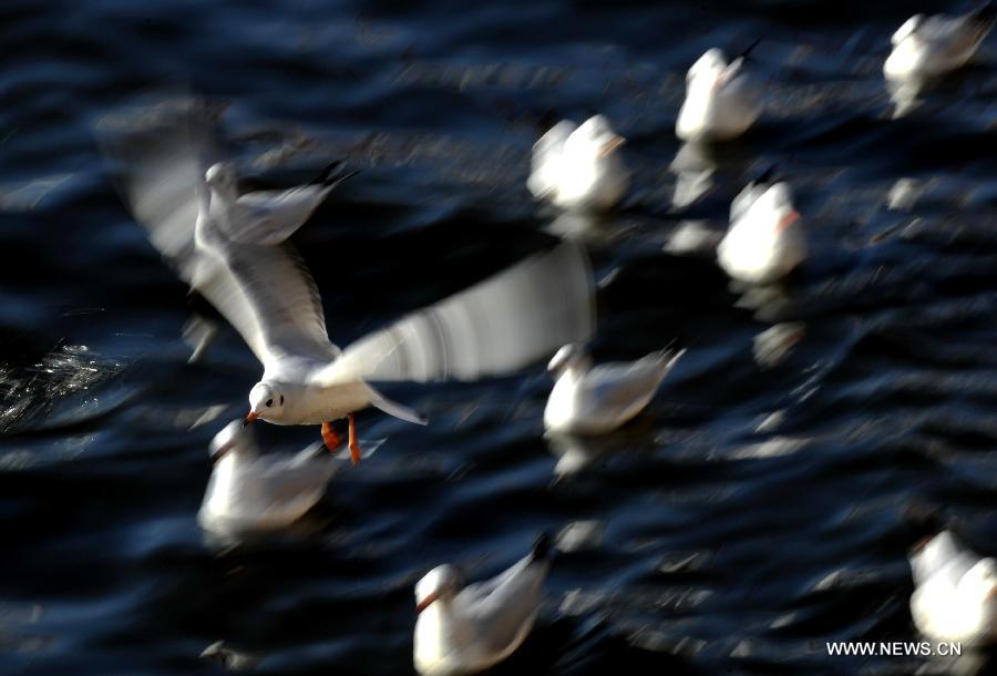 Black-headed gulls are seen on the Dianchi Lake in Kunming, capital of southwest China's Yunnan Province, Dec. 28, 2012. More than 35,000 black-headed gulls have come to Kunming for winter this year. (Xinhua/Lin Yiguang) 