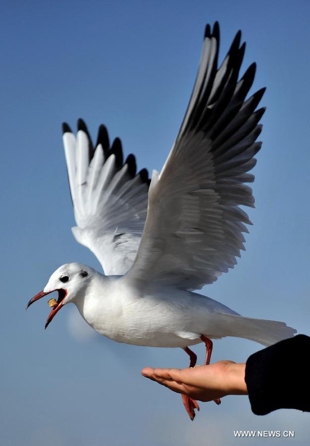 A visitor feeds a black-headed gull beside the Dianchi Lake in Kunming, capital of southwest China's Yunnan Province, Dec. 28, 2012. More than 35,000 black-headed gulls have come to Kunming for winter this year. (Xinhua/Lin Yiguang) 