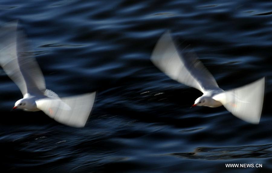 Two black-headed gulls fly over the Dianchi Lake in Kunming, capital of southwest China's Yunnan Province, Dec. 28, 2012. More than 35,000 black-headed gulls have come to Kunming for winter this year. (Xinhua/Lin Yiguang) 