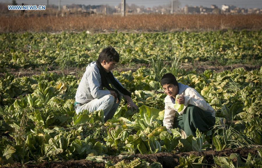Afghan refugees work in a vegetable field at a village near Tehran, capital of Iran, on Dec. 28, 2012. The United Nations High Commissioner for Refugees (UNHCR) statistics show that some 2.7 million Afghan refugees are still living outside their homeland due to more than three decades of conflicts and continuing insurgency in Afghanistan, with around 1.7 million in Pakistan and more than one million in Iran, waiting for a favorable environment to return home and reintegrate to their communities. (Xinhua/Ahmad Halabisaz) 