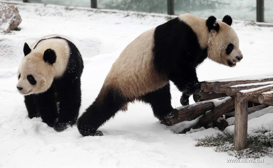 Giant pandas "Qin Chuan" (L) and "Le Le" eat bamboo in the snow at the Jinbao park in Weifang City, east China's Shandong Province, Dec. 28, 2012. (Xinhua/Zhang Chi)