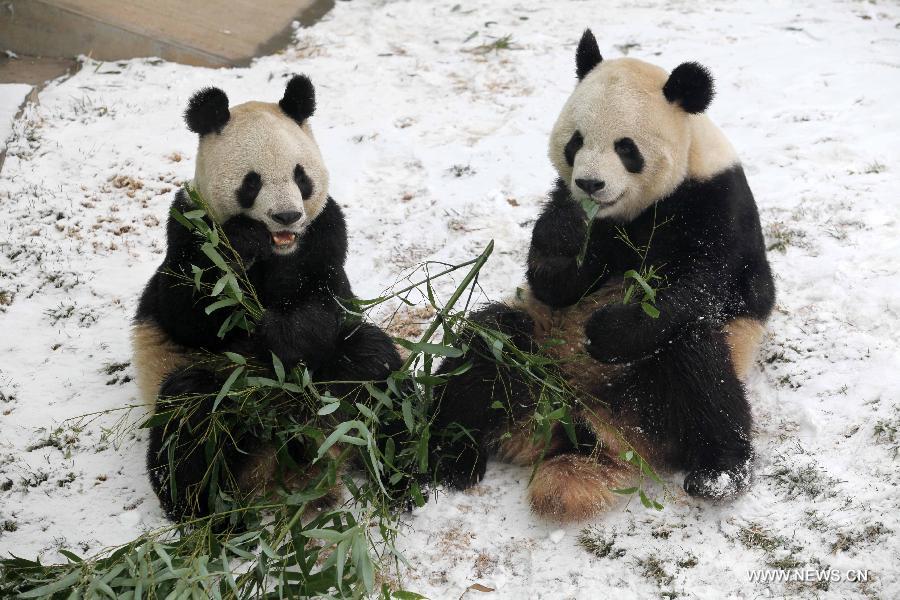 Giant pandas "Qin Chuan" (R) and "Le Le" play in the snow at the Jinbao park in Weifang City, east China's Shandong Province, Dec. 28, 2012. (Xinhua/Zhang Chi)