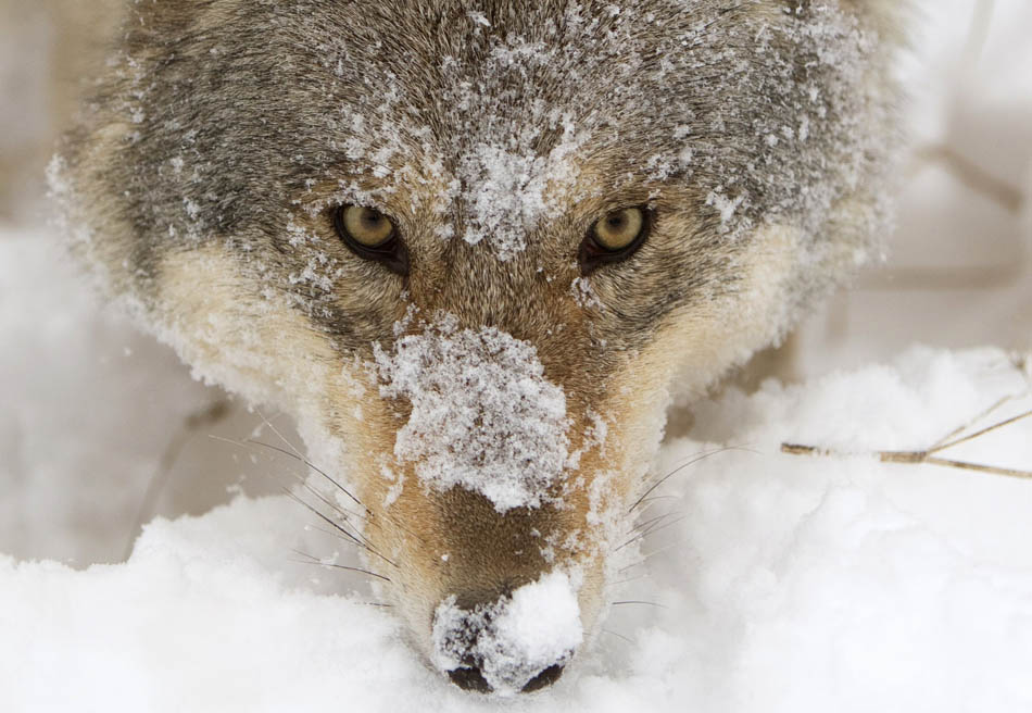 A wolf lies in the snow in Minsk, Belarus on Dec. 14, 2012. (Xinhua/ Reuters)