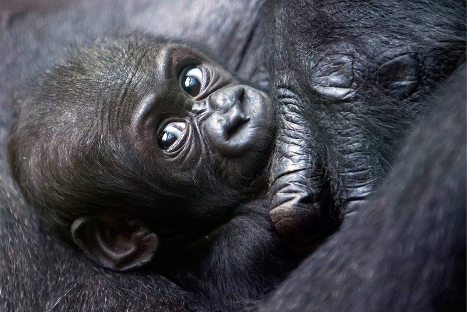 A Scottish lowland gorilla baby peers out from her mother’s embrace. (Xinhua/ The Associated Press)