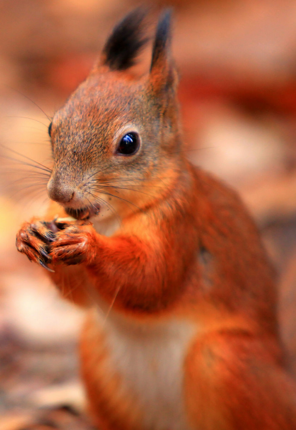 A little squirrel comes out to look for food in the Pavlovsk park outside St. Petersburg, Russia, on Oct. 13, 2012.(Xinhua/Lu Jinbo)