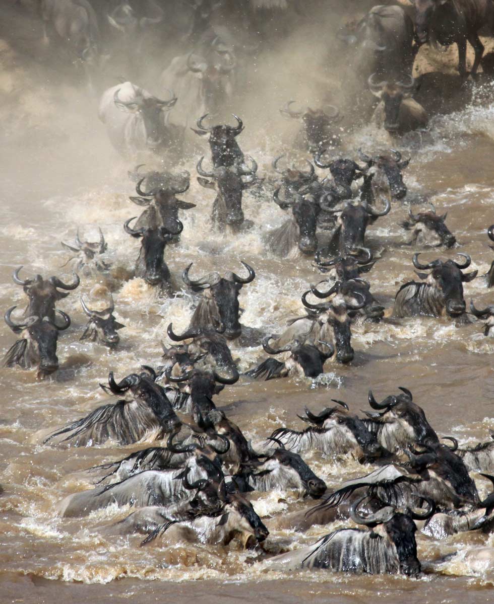 Gnus cross the Mara River during a migration in Masai Mara Game Reserve, Kenya, on Oct. 20, 2012. (Xinhua/AFP)