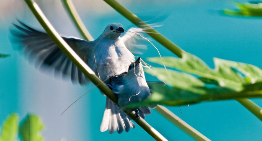 Tanager in Guyana. (Photo/CRI Online)