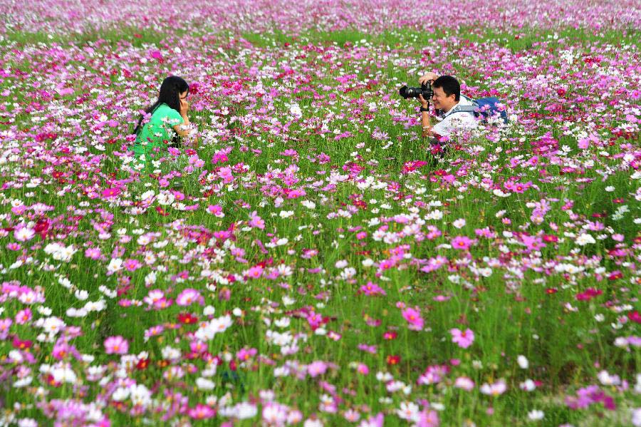 Tourists take photos in a garden cosmos (Cosmos bipinnatus) field in Sanya, south China's Hainan Province, Jan. 2, 2013. (Xinhua/Hou Jiansen)
