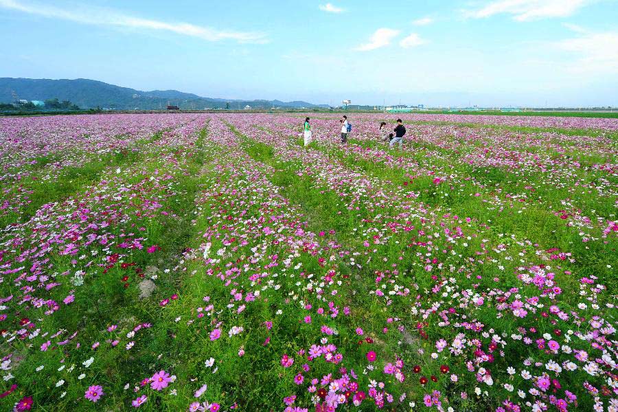 Tourists visit a garden cosmos (Cosmos bipinnatus) field in Sanya, south China's Hainan Province, Jan. 2, 2013. (Xinhua/Hou Jiansen) 
