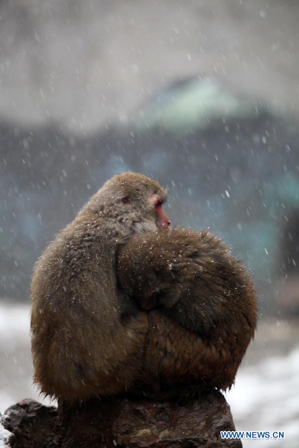 Monkeys lean close to each other to keep warm in snow in Nanjing Hongshan Forest Zoo in Nanjing, capital of east China's Jiangsu Province, Dec. 29, 2012. (Xinhua/Sun Zhongnan)