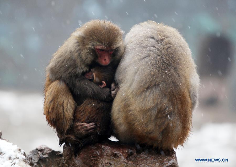 A monkey holds a baby monkey in its arms in snow in Nanjing Hongshan Forest Zoo in Nanjing, capital of east China's Jiangsu Province, Dec. 29, 2012. (Xinhua/Sun Zhongnan)