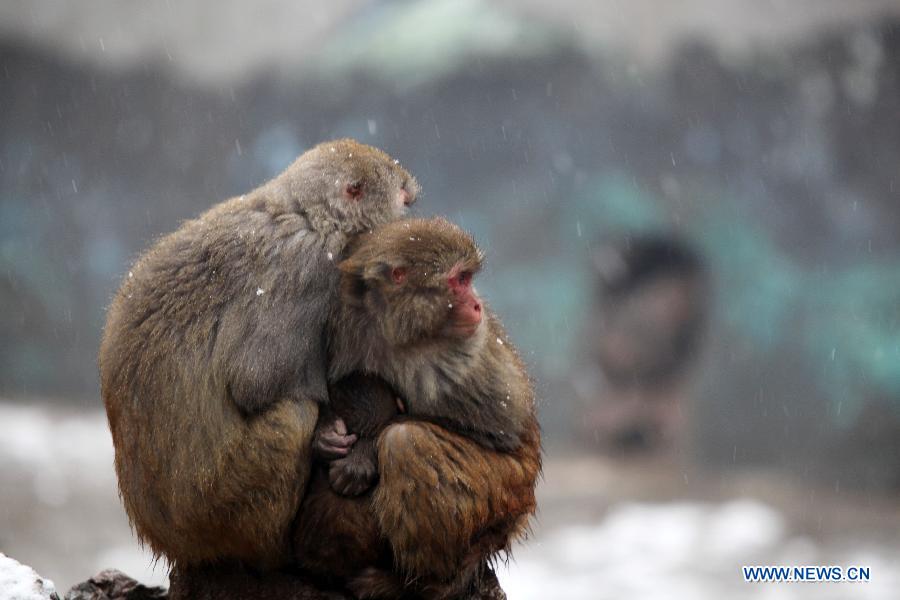 Monkeys lean close to each other to keep warm in snow in Nanjing Hongshan Forest Zoo in Nanjing, capital of east China's Jiangsu Province, Dec. 29, 2012. (Xinhua/Sun Zhongnan)