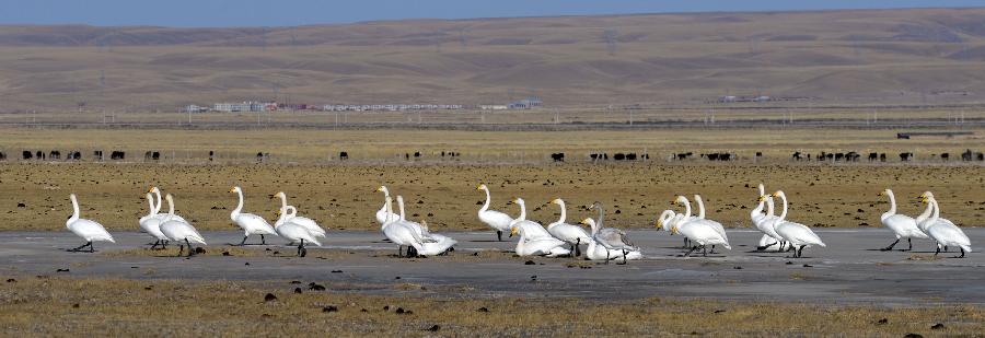 White swans are seen on the grassland along the Qinghai Lake, northwest China's Qinghai Province, Jan. 1, 2013. The improving environment of the Qinghai Lake has attracted more swans to spend the winter here. (Xinhua/Ge Qingmin) 
