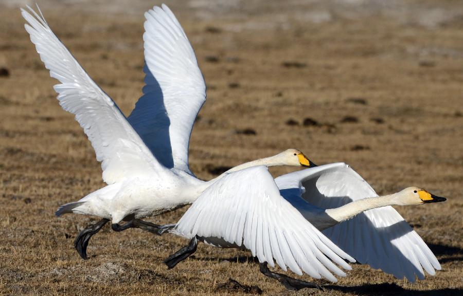 White swans fly along the Qinghai Lake, northwest China's Qinghai Province, Jan. 1, 2013. The improving environment of the Qinghai Lake has attracted more swans to spend the winter here. (Xinhua/Ge Qingmin)