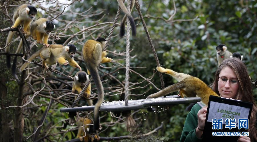 A zookeeper counts black-capped Bolivian squirrel monkeys. (Xinhua/Wang Lili)