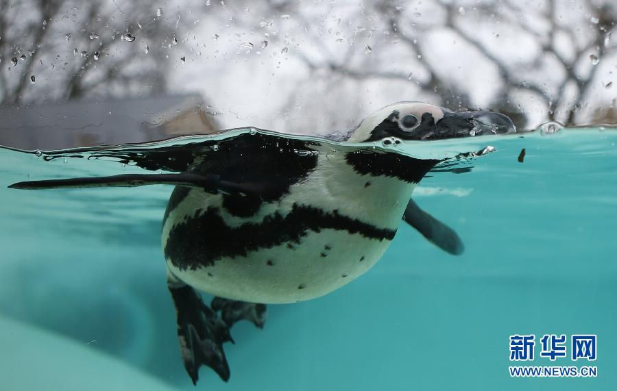 Swimming penguins. (Xinhua/Wang Lili)