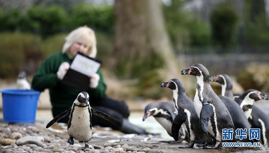 A zookeeper counts penguins. (Xinhua/Wang Lili)