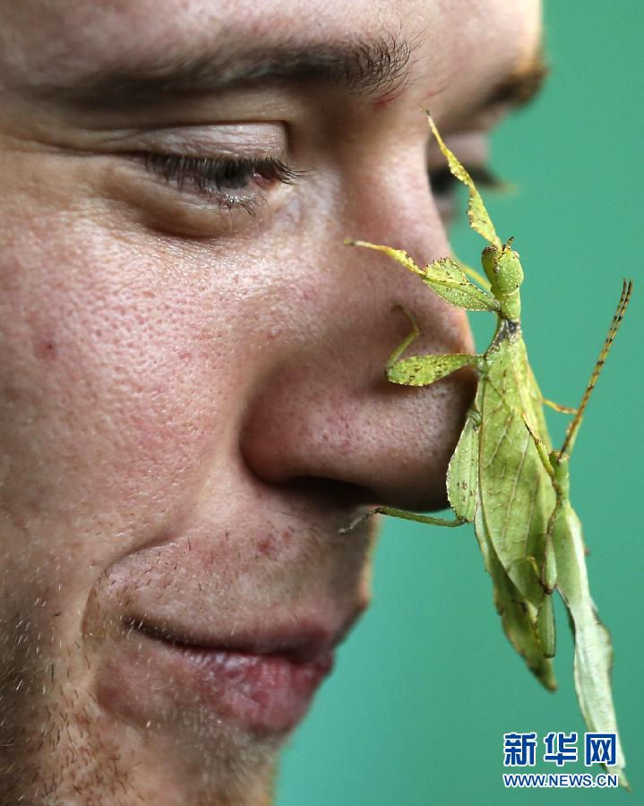 A jungle nymph rests on a zookeeper's nose. (Xinhua/Wang Lili)
