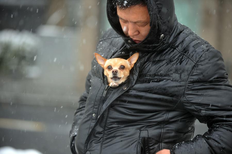 A tourist visits the West Lake with a pet dog in Hangzhou, capital of east China's Zhejiang Province, Jan. 4, 2013. Citizens and tourists enjoyed the snow-covered landscape of West Lake here on Friday after northern and central Zhejiang received continuous snowfall since this Thursday. (Xinhua/Huang Zongzhi)