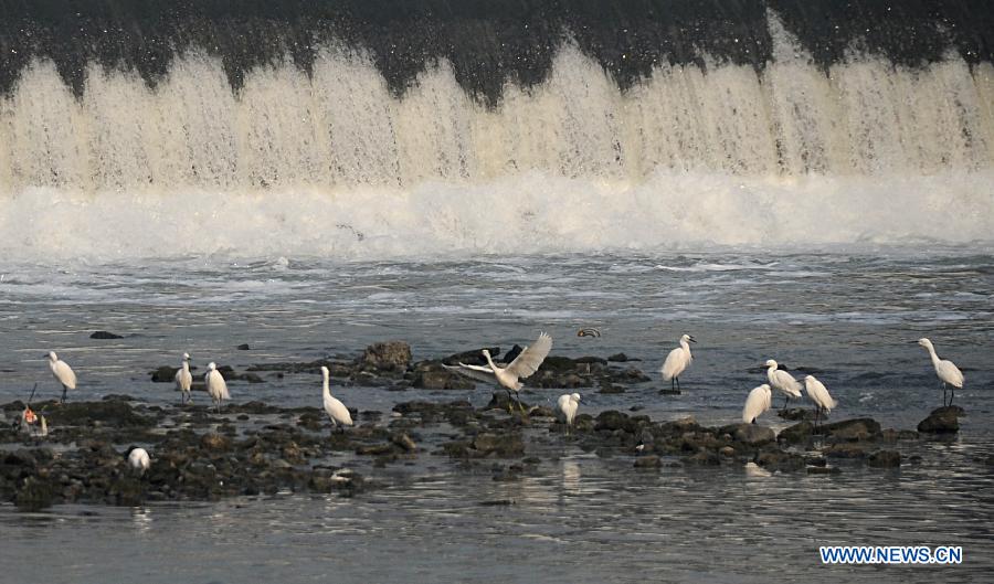 Egrets look for food in a river in Chengdu, capital of southwest China's Sichuan Province, Jan. 1, 2013. (Xinhua/Xiong Xiaoli)