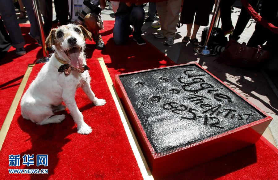 The acting puppy leaves its footprints in honor of the retirement in Hollywood, U.S. on June 25, 2012. (Xinhua Photo)