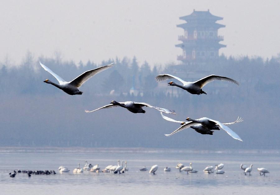 Swans fly over water in a wetland park in Sanmenxia, central China's Henan Province, Jan. 4, 2013. Nearly ten thousand of migrant swans has flied here to spend winter since the beginning of 2013, attracting many tourists and photographers. (Xinhua/Wang Song) 