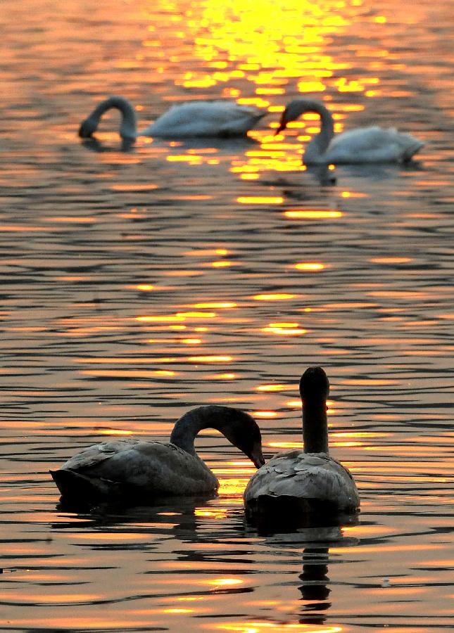 Swans rest on water in the Yellow River wetland in Sanmenxia, central China's Henan Province, Jan. 4, 2013. Nearly ten thousand of migrant swans has flied here to spend winter since the beginning of 2013, attracting many tourists and photographers. (Xinhua/Wang Song)