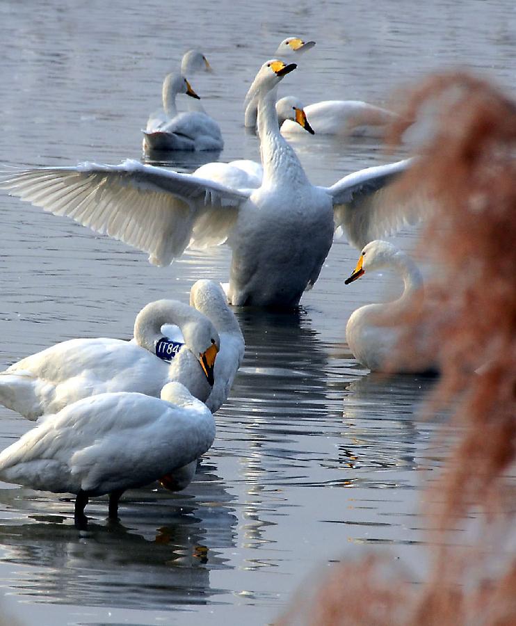 Swans play on water in the Yellow River wetland in Sanmenxia, central China's Henan Province, Jan. 4, 2013. Nearly ten thousand of migrant swans has flied here to spend winter since the beginning of 2013, attracting many tourists and photographers. (Xinhua/Wang Song)