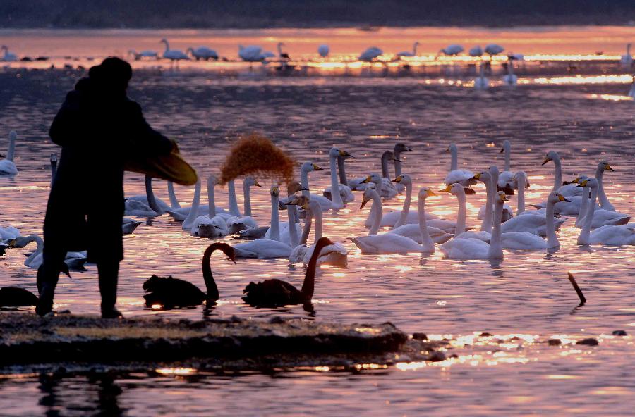 A volunteer feeds swans in the Yellow River wetland in Sanmenxia, central China's Henan Province, Jan. 4, 2013. Nearly ten thousand of migrant swans has flied here to spend winter since the beginning of 2013, attracting many tourists and photographers. (Xinhua/Wang Song)