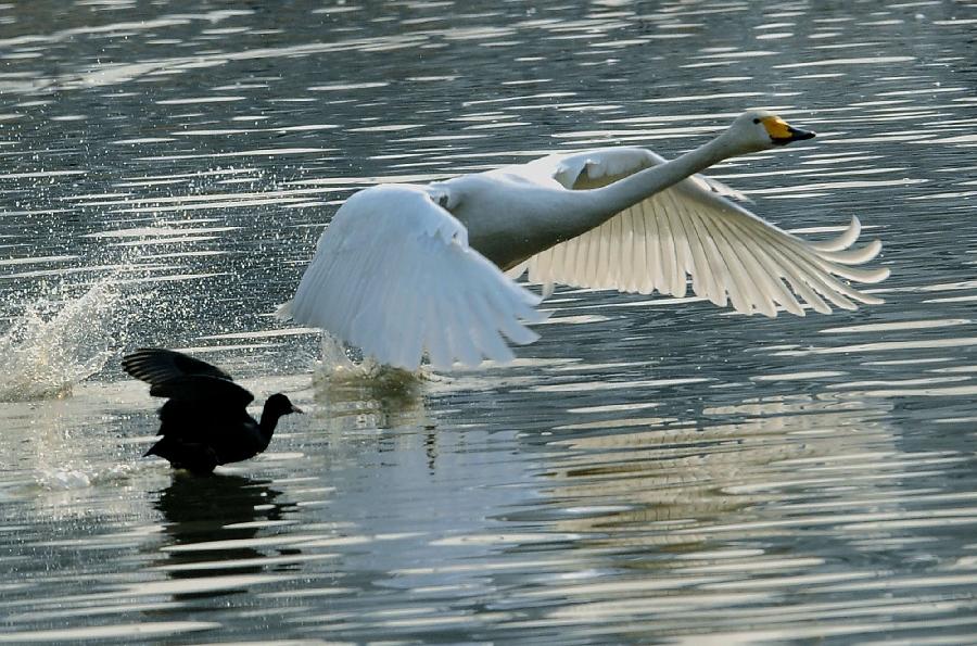 A swan and a mallard fly on the water in the Yellow River wetland in Sanmenxia, central China's Henan Province, Jan. 4, 2013. Nearly ten thousand of migrant swans has flied here to spend winter since the beginning of 2013, attracting many tourists and photographers. (Xinhua/Wang Song)