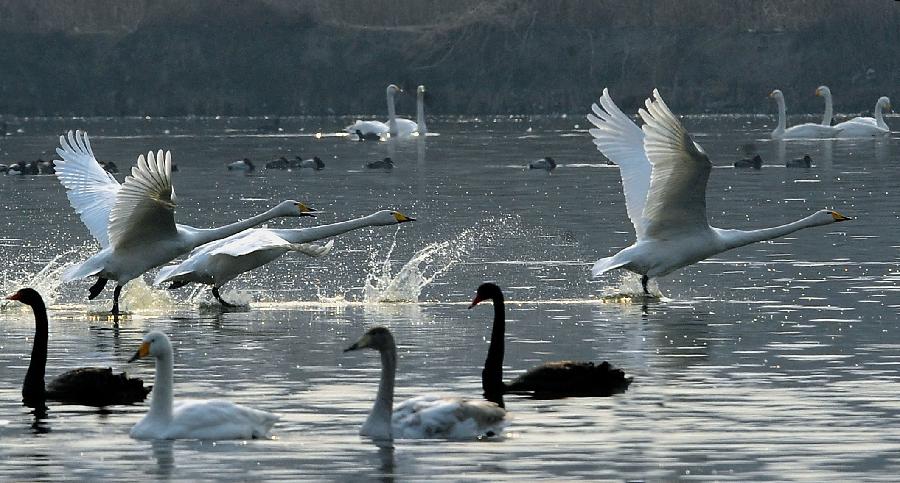 Swans fly on water in the Yellow River wetland in Sanmenxia, central China's Henan Province, Jan. 4, 2013. Nearly ten thousand of migrant swans has flied here to spend winter since the beginning of 2013, attracting many tourists and photographers. (Xinhua/Wang Song)