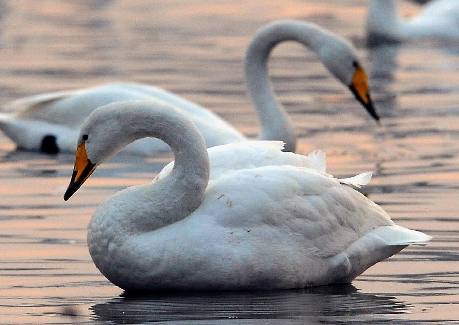 Swans float on water in the Yellow River wetland in Sanmenxia, central China's Henan Province, Jan. 4, 2013. Nearly ten thousand of migrant swans has flied here to spend winter since the beginning of 2013, attracting many tourists and photographers. (Xinhua/Wang Song)