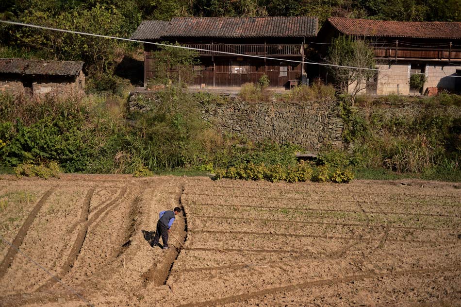 Zhong Zhaowu works alone in the field in Nankeng village of Anyi county of Jiangxi province on Nov. 6, 2012. The family of Zhong became the only one in the village since 2007. To take care of the granddaughter, Zhong's wife moved to the county in September 2012 and left Zhong and her daughter at home.The urbanization rate in Jiangxi reaches 47 percent, with an annual increase of 1.6 percent. More than 800,000 rural people enter city every year.  (Xinhua/Zhou Mi)