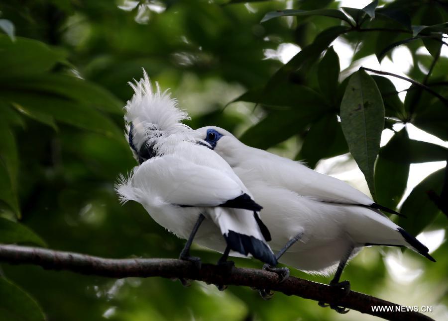 Two birds play on branches in the aviary of Hong Kong Park in south China's Hong Kong, Jan. 8, 2013. The aviary, covering an area of 3,000 square meters, is located on a valley in the south of the park. (Xinhua/Li Peng) 