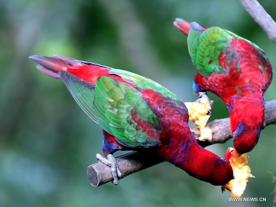 Two birds take food in the aviary of Hong Kong Park in south China's Hong Kong, Jan. 8, 2013. The aviary, covering an area of 3,000 square meters, is located on a valley in the south of the park. (Xinhua/Li Peng) 