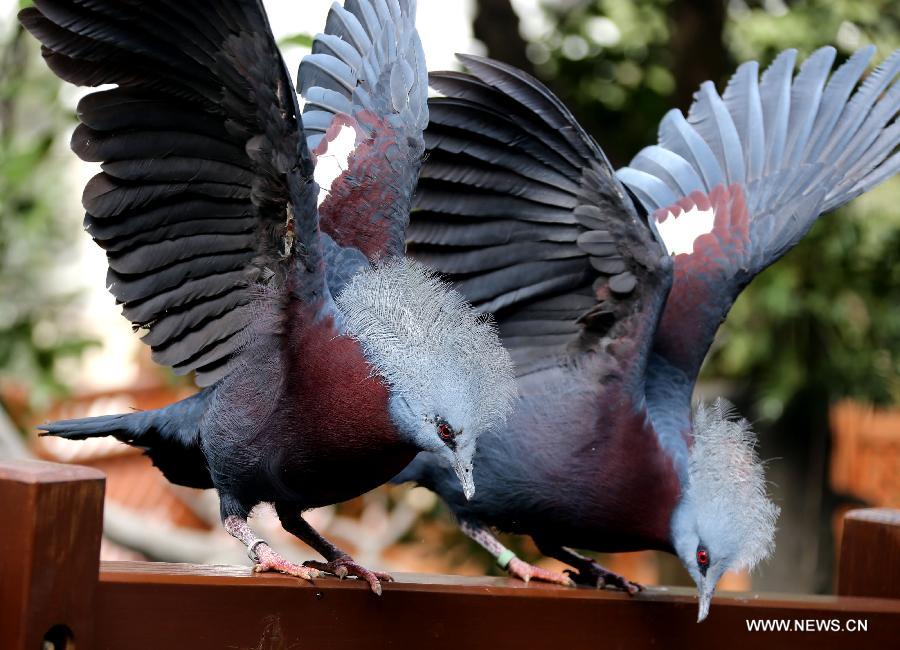Two birds land on a balustrade in the aviary of Hong Kong Park in south China's Hong Kong, Jan. 8, 2013. The aviary, covering an area of 3,000 square meters, is located on a valley in the south of the park. (Xinhua/Li Peng) 