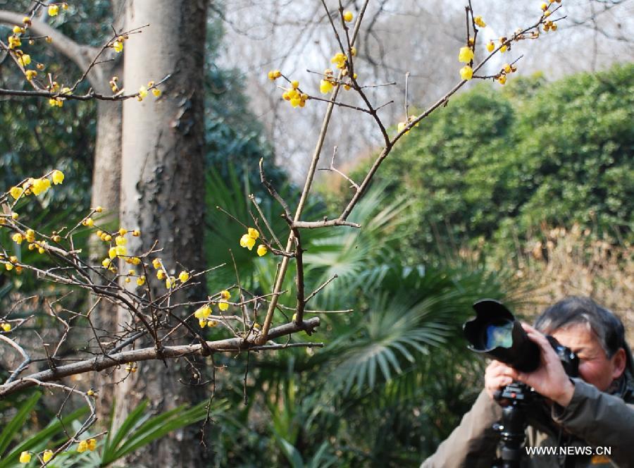 A photographer takes photos of wintersweets in the Xiaoling Tomb, the mausoleum of Emperor Zhu Yuanzhang of the Ming Dynasty (1368-1644) in Nanjing, capital of east China's Jiangsu Province, Jan. 8, 2013. (Xinhua/Li Xiang)