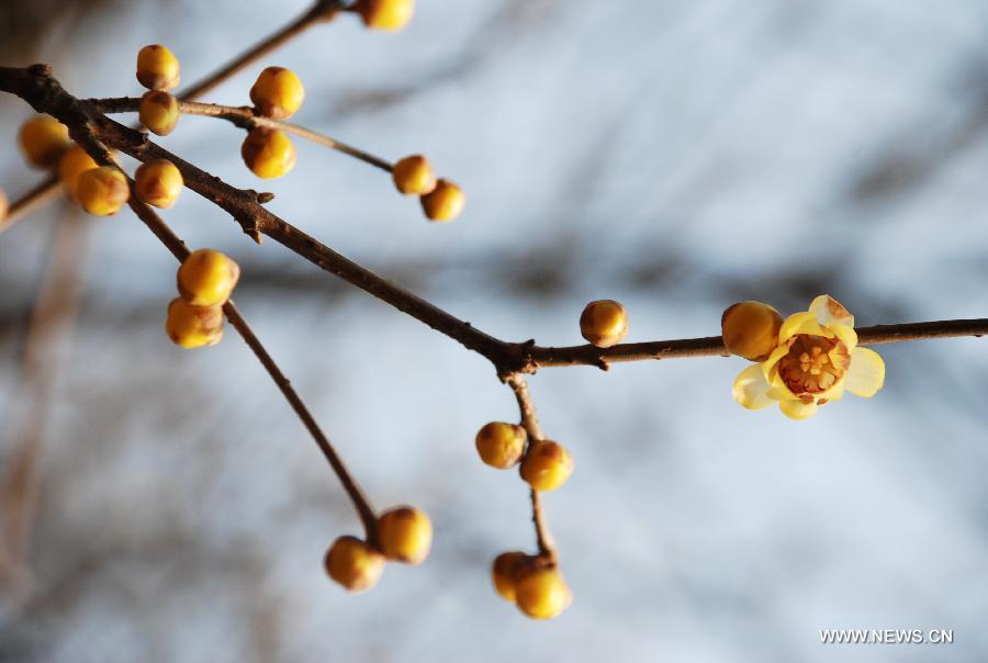 Wintersweets bloom in the Xiaoling Tomb, the mausoleum of Emperor Zhu Yuanzhang of the Ming Dynasty (1368-1644) in Nanjing, capital of east China's Jiangsu Province, Jan. 8, 2013. (Xinhua/Li Xiang)