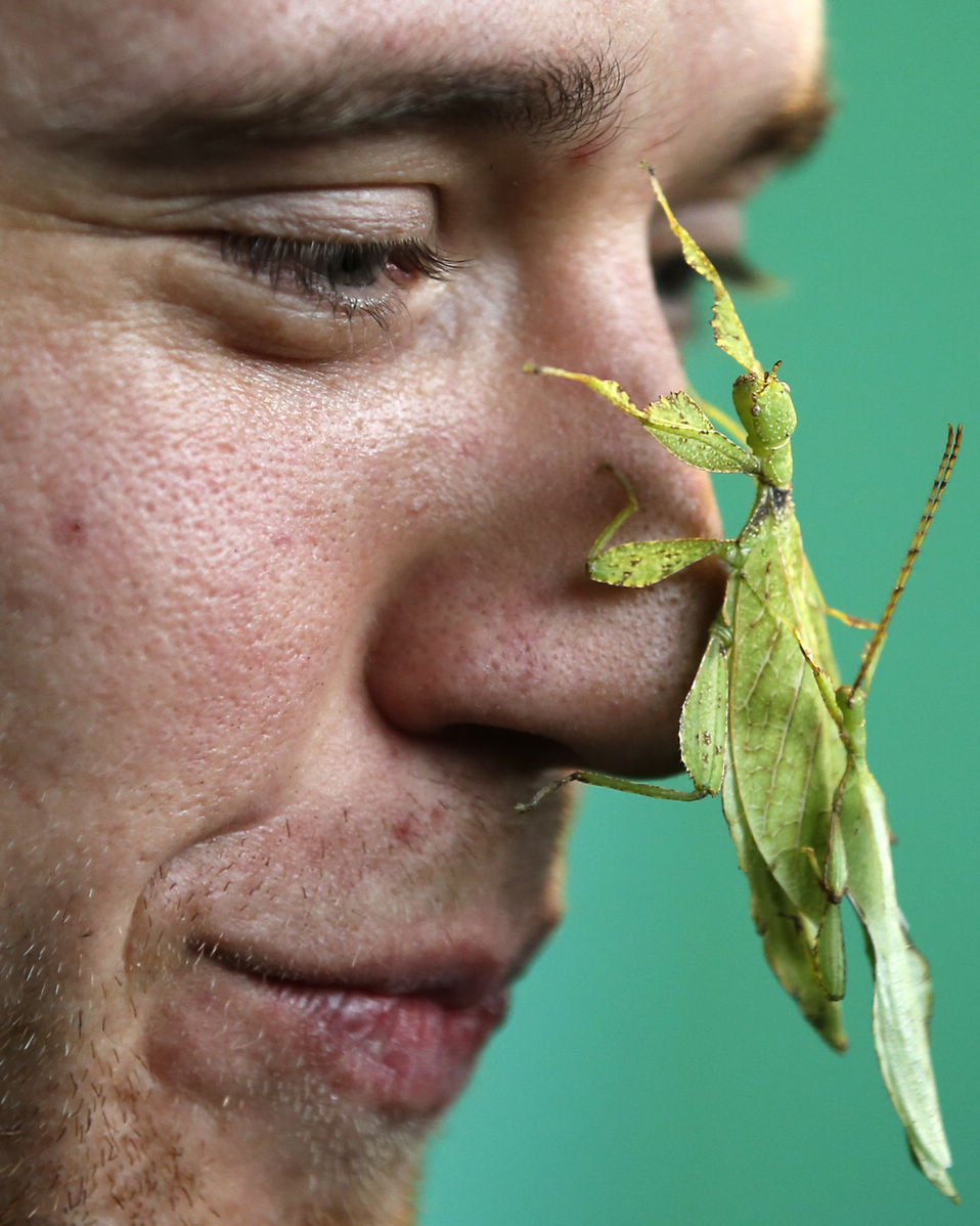 Leaf insect is pictured on the nose of a zoo keeper during annual Stocktake at ZSL London Zoo in central London. More than 17,500 animals, including birds, fish, mammals, reptiles and amphibians are counted in the annual census at the London Zoo. The count is a compulsory part of the zoo's license and the information is used for managing international breeding programs of endangered animals. (Xinhua/Wang Lili)