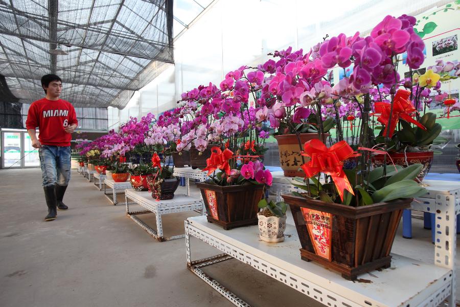 A worker checks phalaenopsis at an agricultural science and technology park in Tianjin, north China, Jan. 9, 2013. Over 50,000 new-type phalaenopsis have been prepared by the agricultural park to satisfy the market demand as the Spring Festival draws near. (Xinhua)  