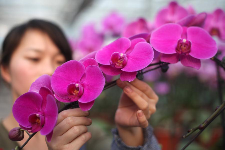 A worker trims phalaenopsis at an agricultural science and technology park in Tianjin, north China, Jan. 9, 2013. Over 50,000 new-type phalaenopsis have been prepared by the agricultural park to satisfy the market demand as the Spring Festival draws near. (Xinhua) 