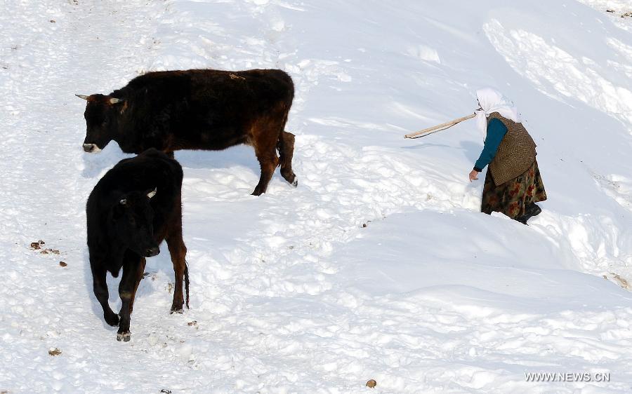 A woman herds cattles in Qagan Gol Town of Qinghe County, northwest China's Xinjiang Uygur Autonomous Region, on Jan. 8, 2013. (Xinhua/Sadat)  