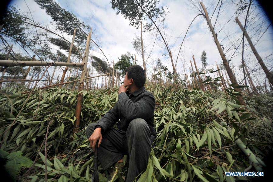 A worker views the trees broken by freezing rain at a forest farm in Tubo Township of Liujiang County, south China's Guangxi Zhuang Autonomous Region, Jan. 9, 2013. Persistent icy weather hit the region these days. (Xinhua/Li Hanchi)