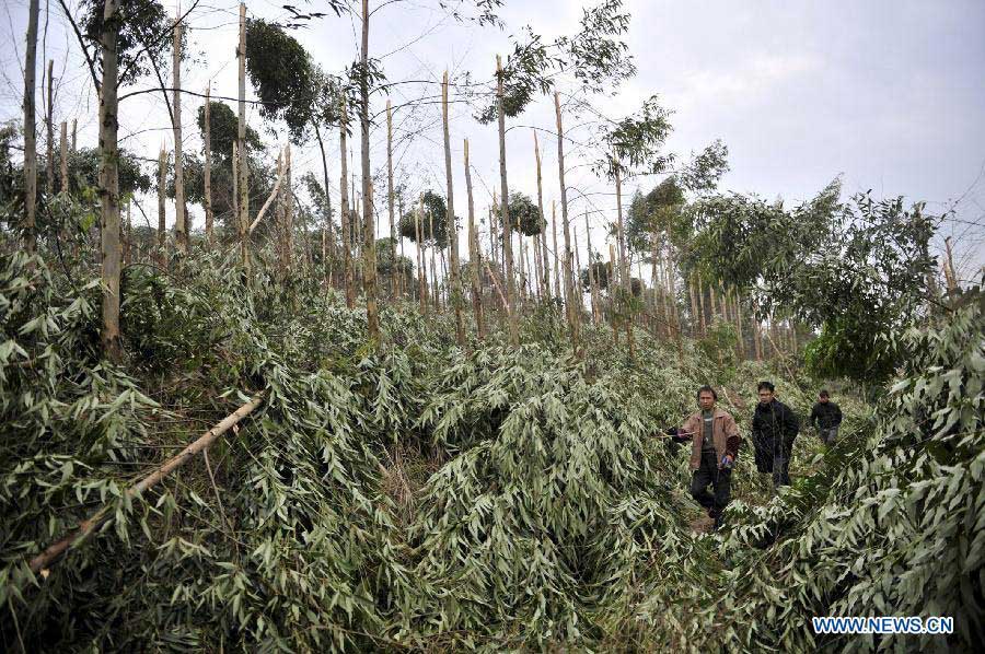 Workers check the trees broken by freezing rain at a forest farm in Tubo Township of Liujiang County, south China's Guangxi Zhuang Autonomous Region, Jan. 9, 2013. Persistent icy weather hit the region these days. (Xinhua/Li Hanchi)
