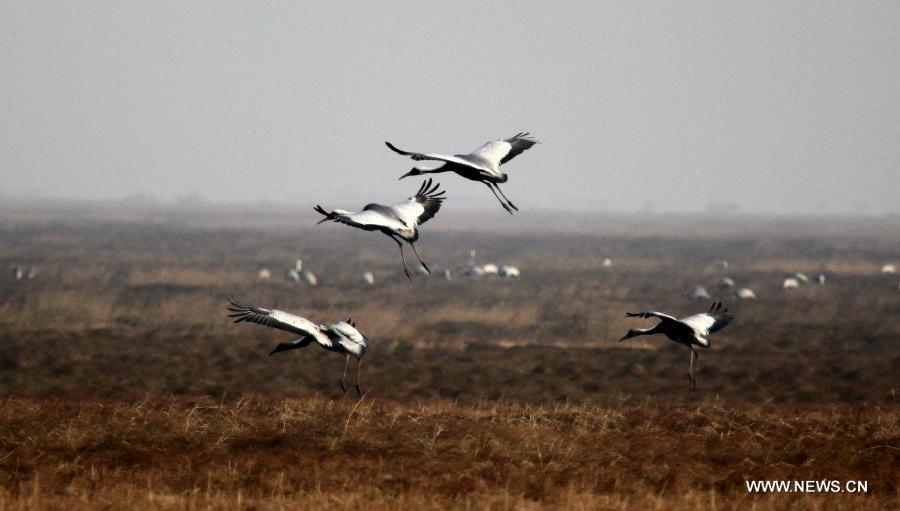 A flock of grey cranes are seen at the Shahu Wetland of the Poyang Lake, in Jiujiang City, east China's Jiangxi Province, Jan. 9, 2013. (Xinhua/Fu Jianbin) 