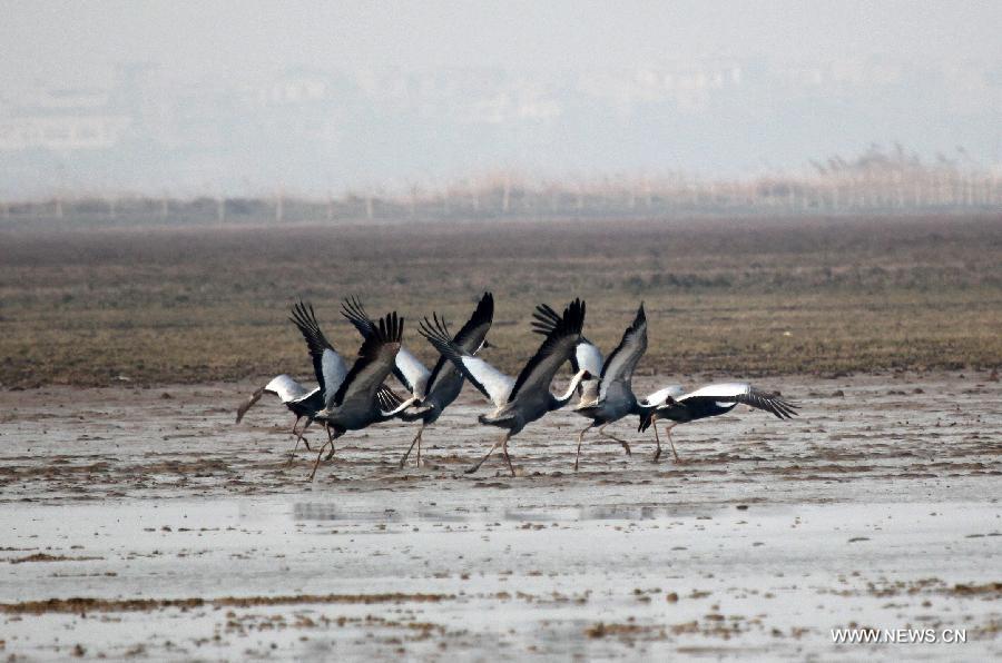 A flock of grey cranes are seen at the Shahu Wetland of the Poyang Lake, in Jiujiang City, east China's Jiangxi Province, Jan. 9, 2013. (Xinhua/Fu Jianbin)